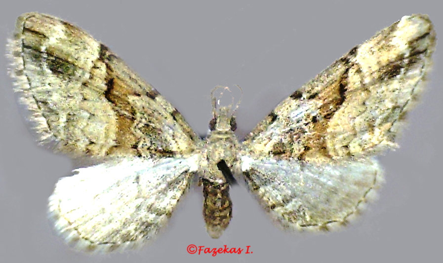 Eupithecia sinuosaria, Mecsek, fot: Fazekas Imre