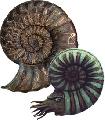 Ammonites sp.